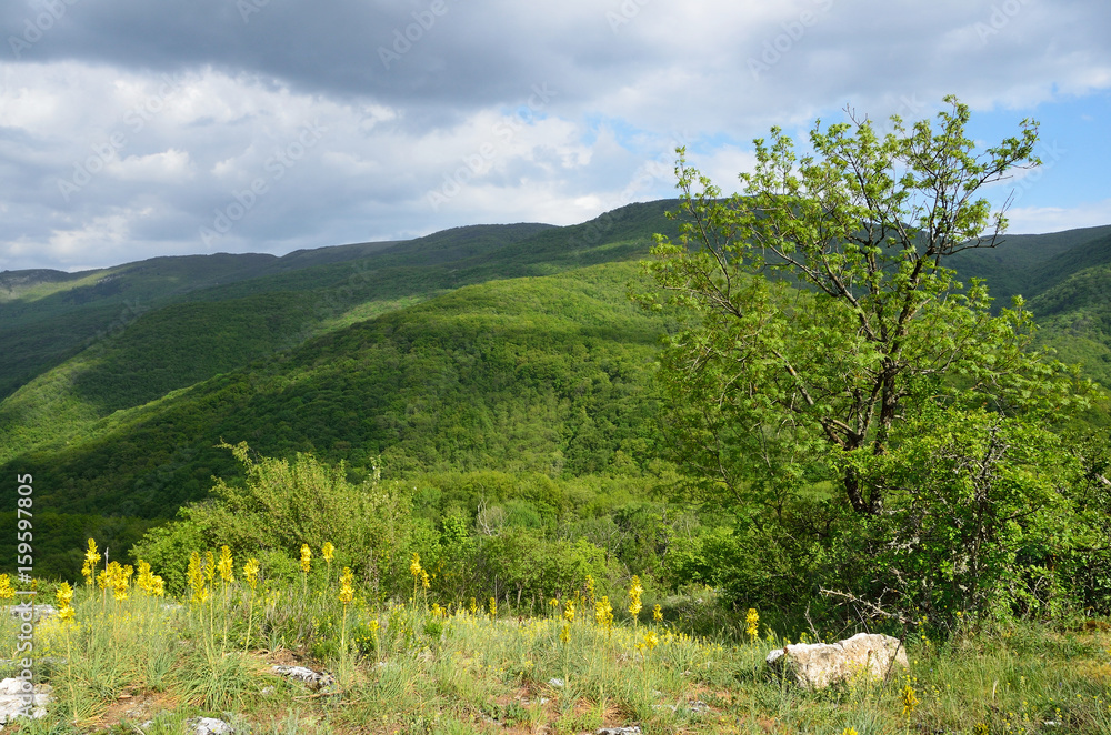 Россия, весенний Крым. Желтые цветы на фоне Большого крымского каньона