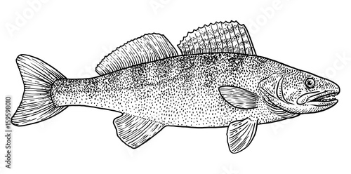 Pike perch illustration, drawing, engraving, ink, line art, vector