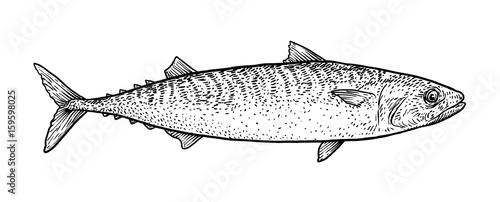 Mackerel illustration, drawing, engraving, ink, line art, vector