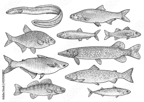 Fish illustration, drawing, engraving, ink, line art, vector