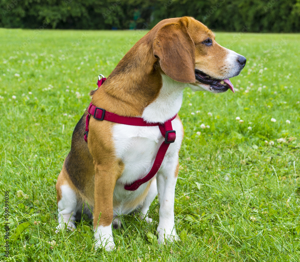 Dog beagle on green grass. closeup Beagle. Beagle dogs, portrait