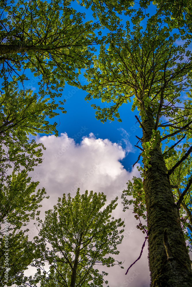 Fototapeta premium Cloudy Sky Looking Up Through The Trees