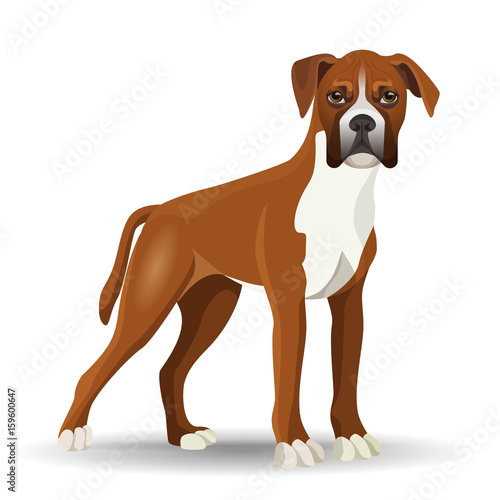 Boxer dog full length vector illustration isolated on white