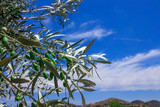 Branch of olive tree with ripe olives. Greece.