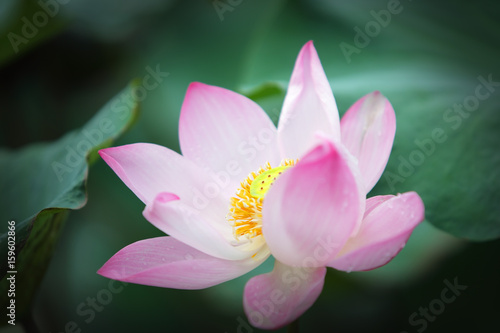 Fototapeta Naklejka Na Ścianę i Meble -  beautiful lotus flower blooming in garden