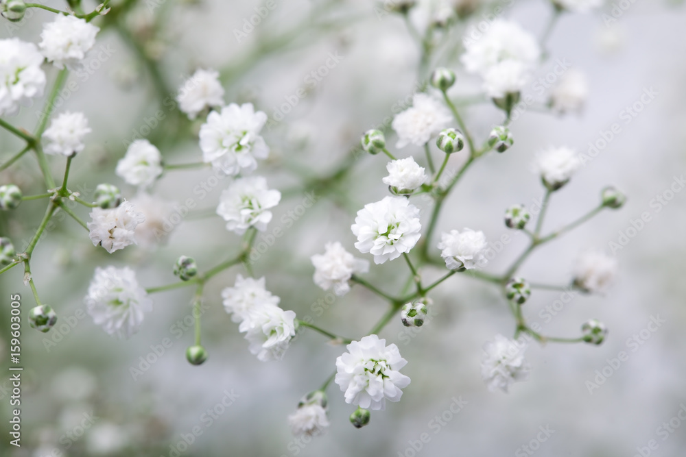 Close up of little white Gypsophila(Baby's-breath) flowers