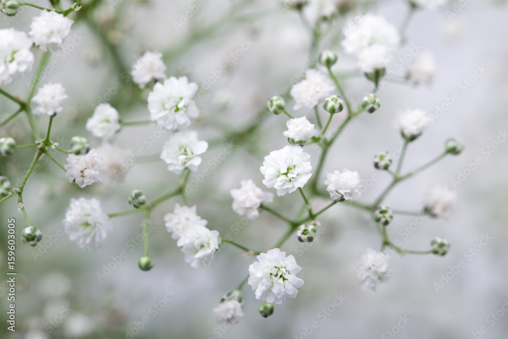 Close up of little white Gypsophila(Baby's-breath) flowers Close up of little white Gypsophila(Baby's-breath) flowers