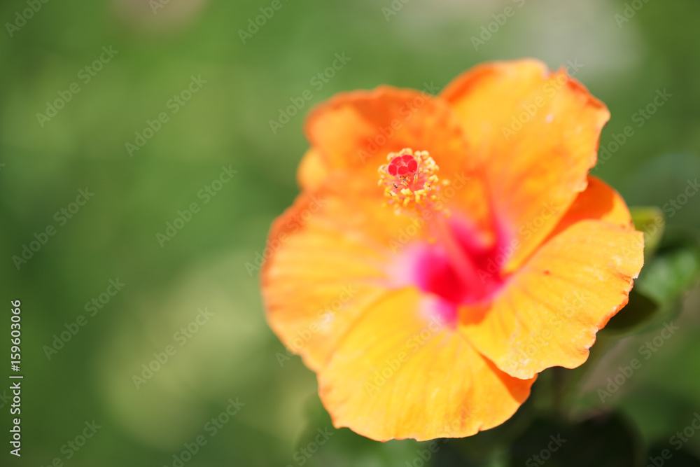 close up of beautiful hibiscus flower