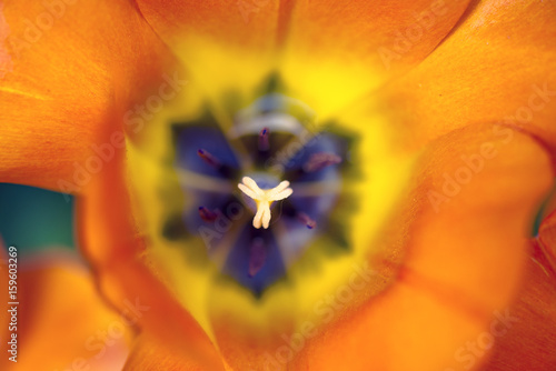 Fototapeta Naklejka Na Ścianę i Meble -  Close-up macro Tulips flower