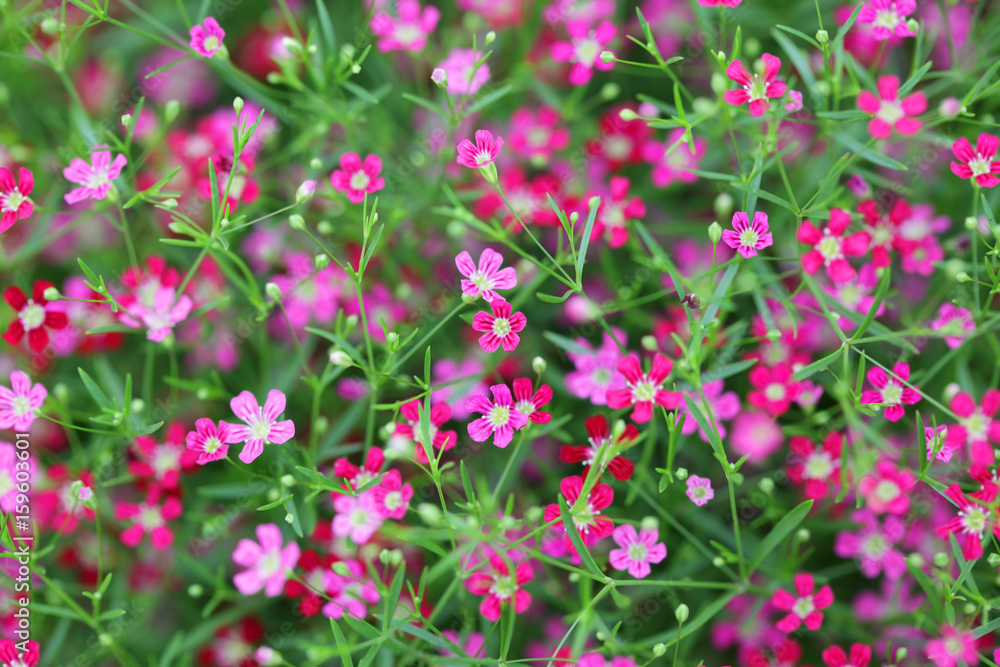 close up of beautiful gypsophila flower as background. close up of beautiful gypsophila flower as background.