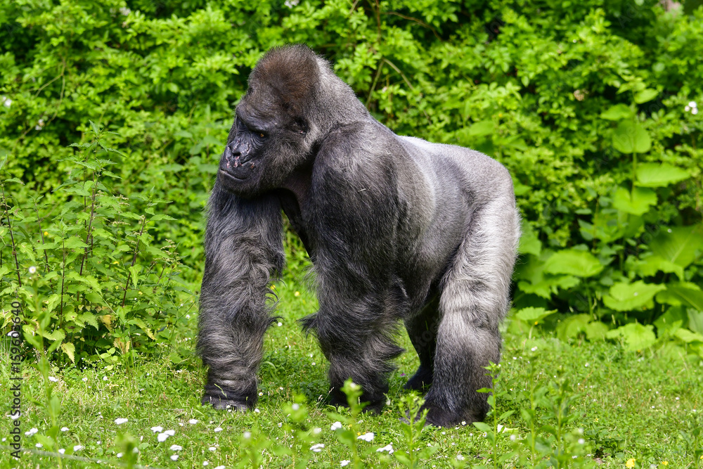 Naklejka premium Gorilla