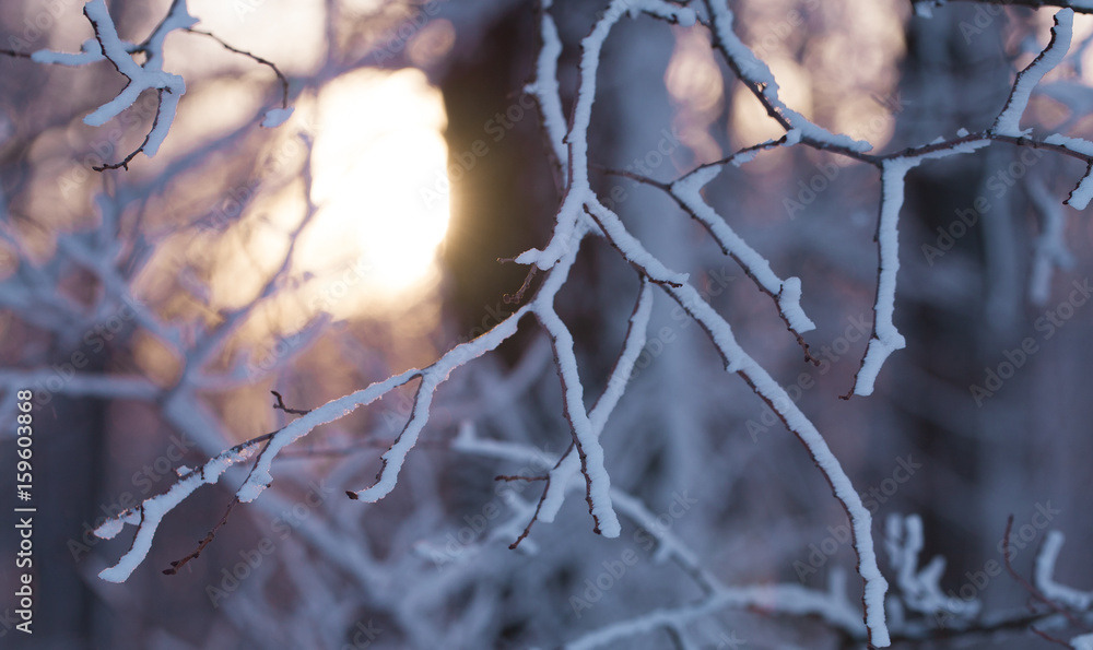 Sunset in winter forest Sunset in winter forest