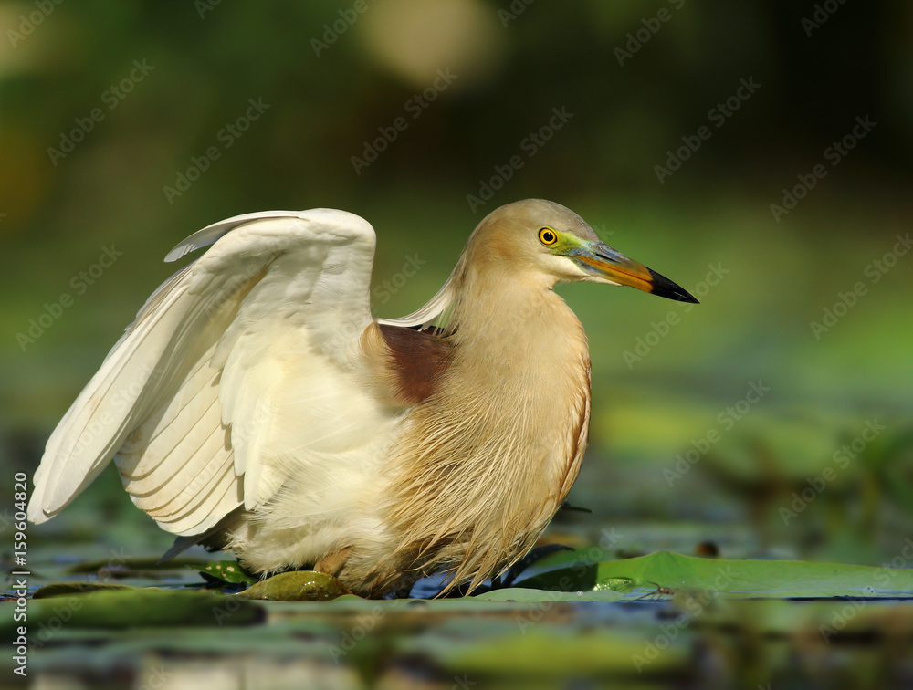 Obraz premium Indian pond heron