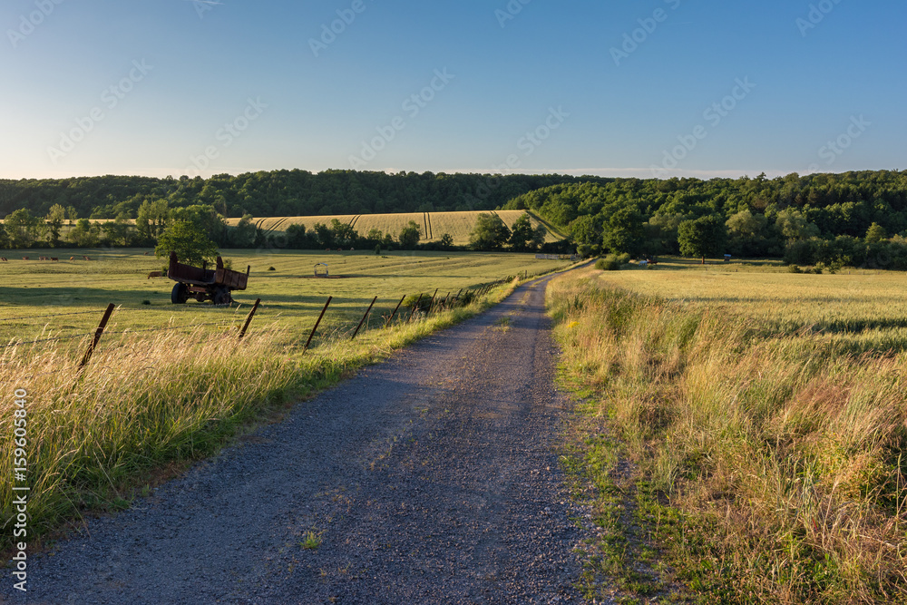 Fototapeta premium French countryside - Lorraine. Path along the cow pasture and the wheat fields at sunset