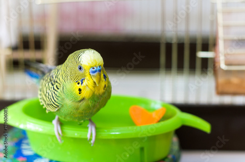 Obraz na płótnie Funny green budgie parrot takes a bath