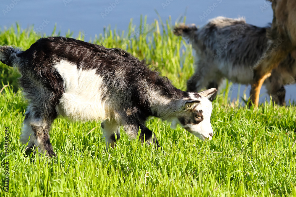 Fototapeta premium Goat grazing on lush pastures near the river