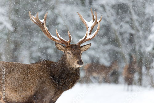 Lonely stag with Snowflakes. of a noble red deer, while looking at you in winter time. Wild buck deer with large antlered in the snow. A bulk elk, with a full set of antlers, Belarus, Vitebsk region.