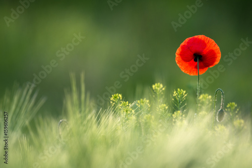 Wild Red Poppy, Shot With A Shallow Depth Of Focus, On A Yellow Wheat Field In The Sun. Lonely Red Poppy Close-Up Among Wheat. Picturesque Single Wild Poppy On A Background Of Ripe Wheat
