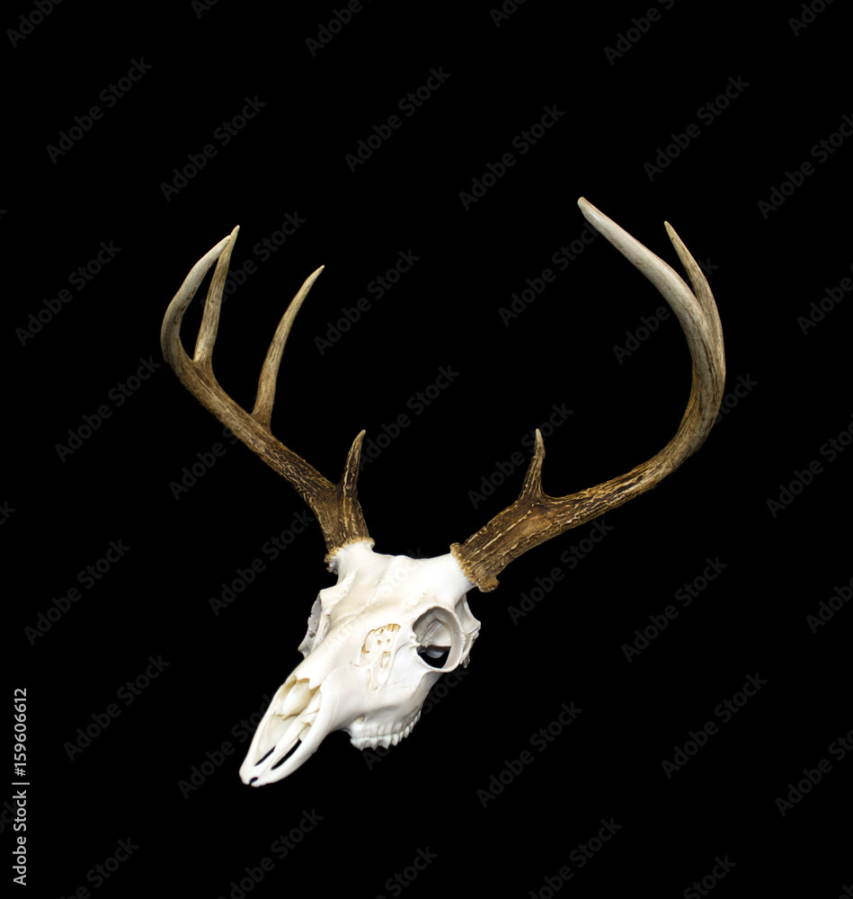 Whitetail Deer Buck Antlers and Skull Whitetail Deer Buck Antlers and Skull