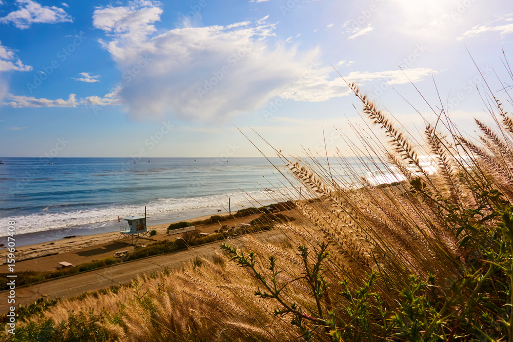 Wheat shrubs in front of a coastline - California, USA