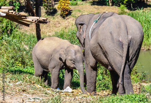 Asian elephant mother and calf near Chiang Mai  Thailand