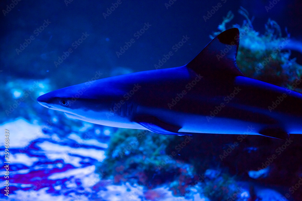 Obraz premium Tropical fish with corals and algae in blue water. Beautiful background of the underwater world