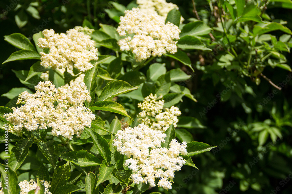 White elder blossom (Sambucus nigra) White elder blossom (Sambucus nigra)