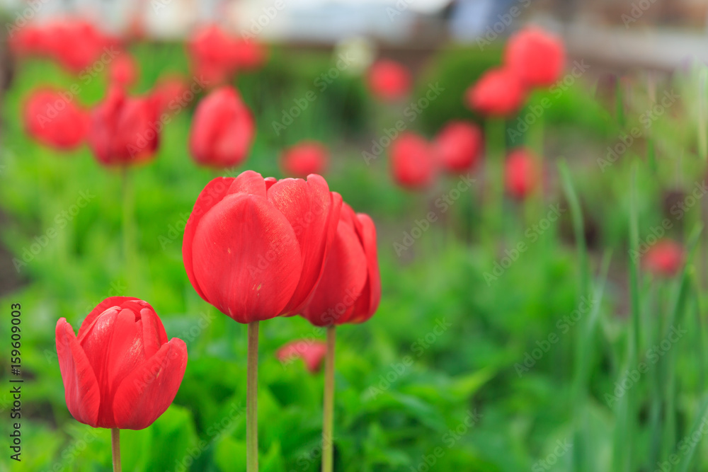 Amazing nature of red tulips under sunlight at the middle of summer or spring day landscape. Natural view of flower blooming in the garden with green grass as a background. Amazing nature of red tulips under sunlight at the middle of summer or spring day landscape. Natural view of flower blooming in the garden with green grass as a background.