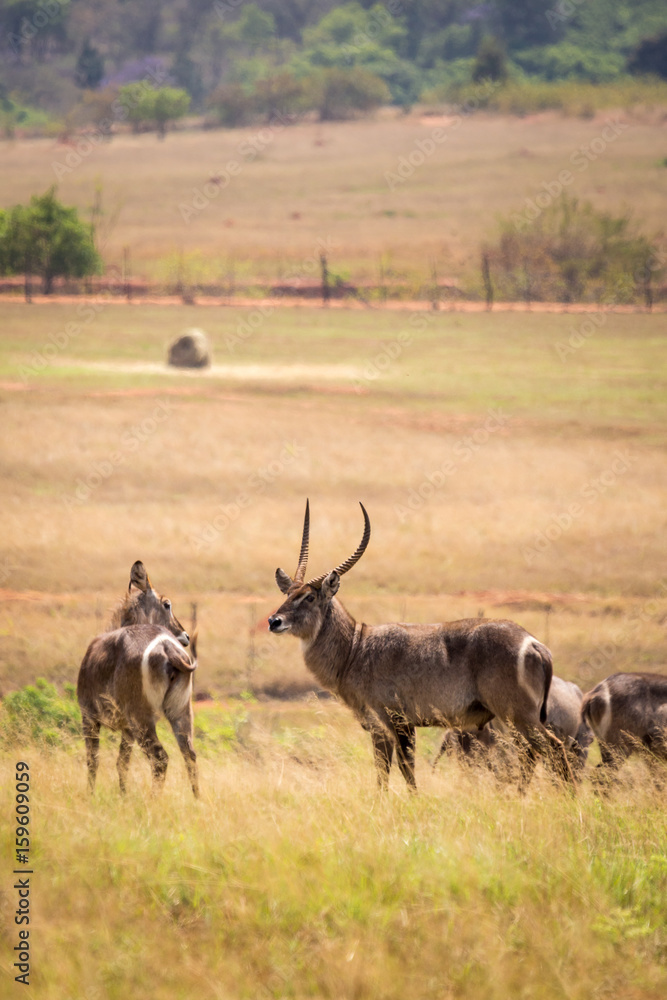 Naklejka premium Waterbucks standing in Savannah of Mlilwane Wildlife Sanctuary, Swaziland, Africa