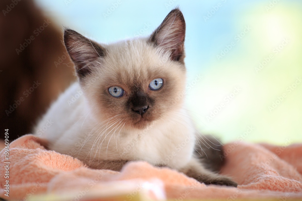 Color point British cat lying on a blanket, background, cute funny cat close up, young playful cat on a bed, domestic cat, relaxing cat, cat resting, cat playing at home, elegant cat.