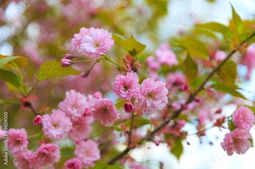 Pink cherry blossom (Sakura)