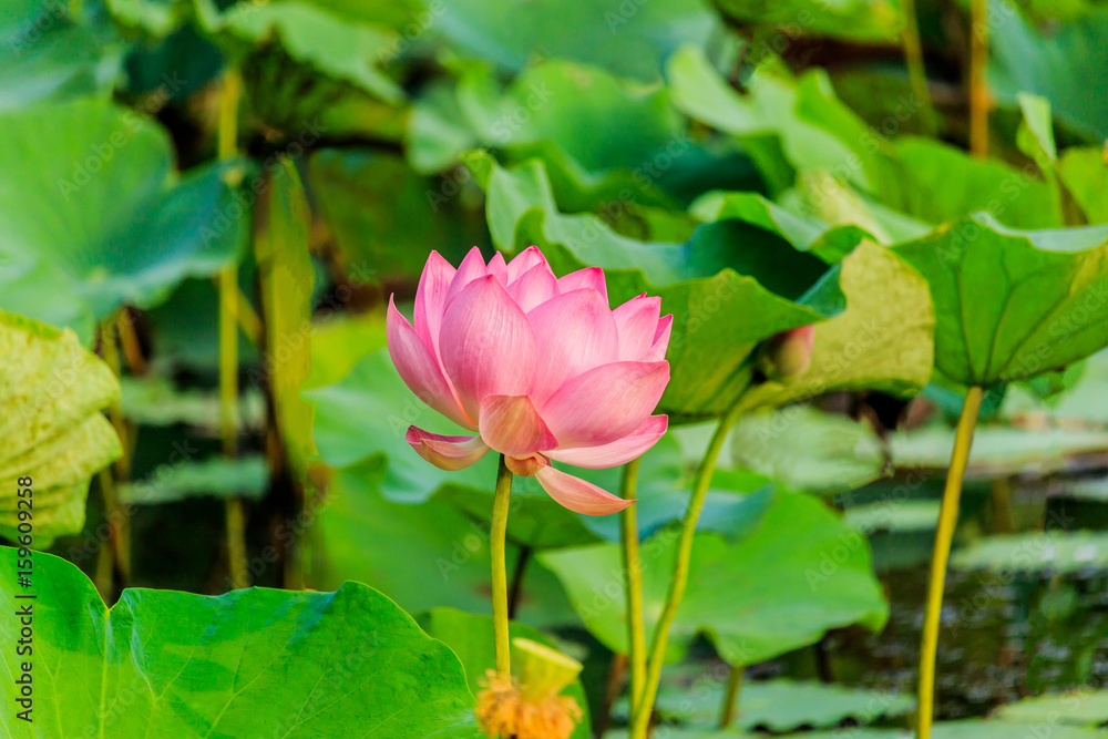 Pink Lotus flower and Lotus flower plants Pink Lotus flower and Lotus flower plants