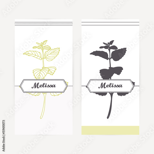 Hand drawn melissa in outline and silhouette style. Spicy herbs