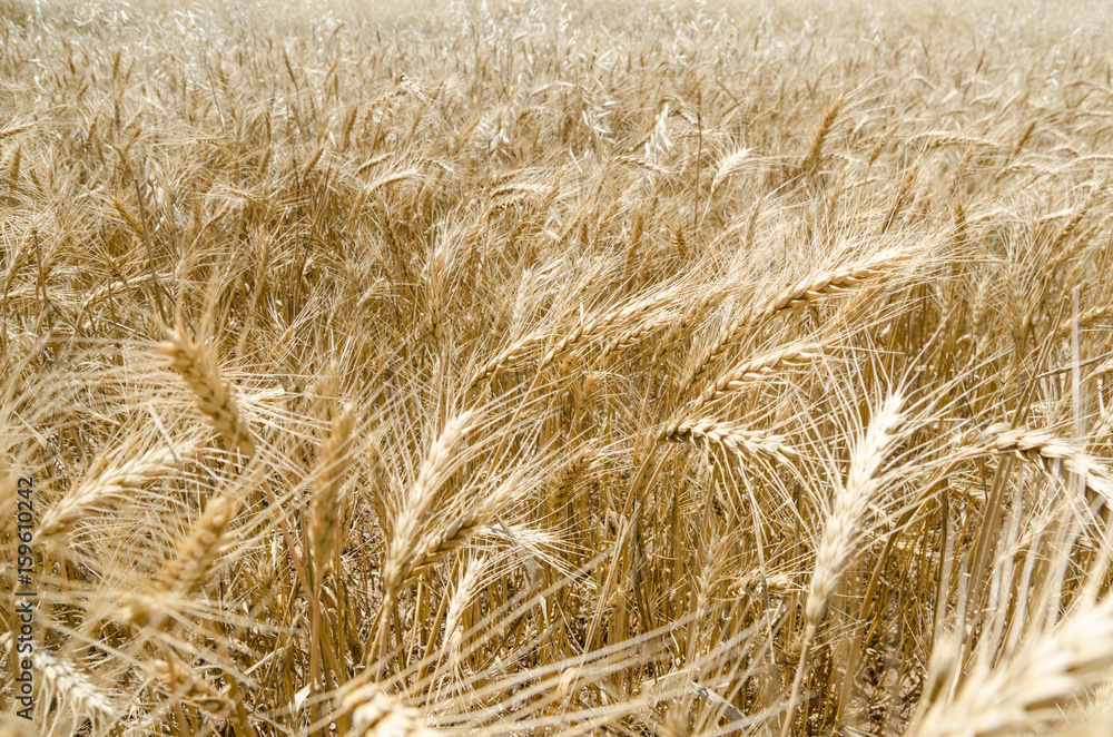 Gold Wheat Field. Beautiful Nature Sunset Landscape. Gold Wheat Field. Beautiful Nature Sunset Landscape.