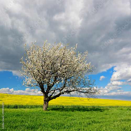Cherry Tree in Full Bloom along Fields of Rapeseed and Barley, Spring Landscape under Stormy Sky 