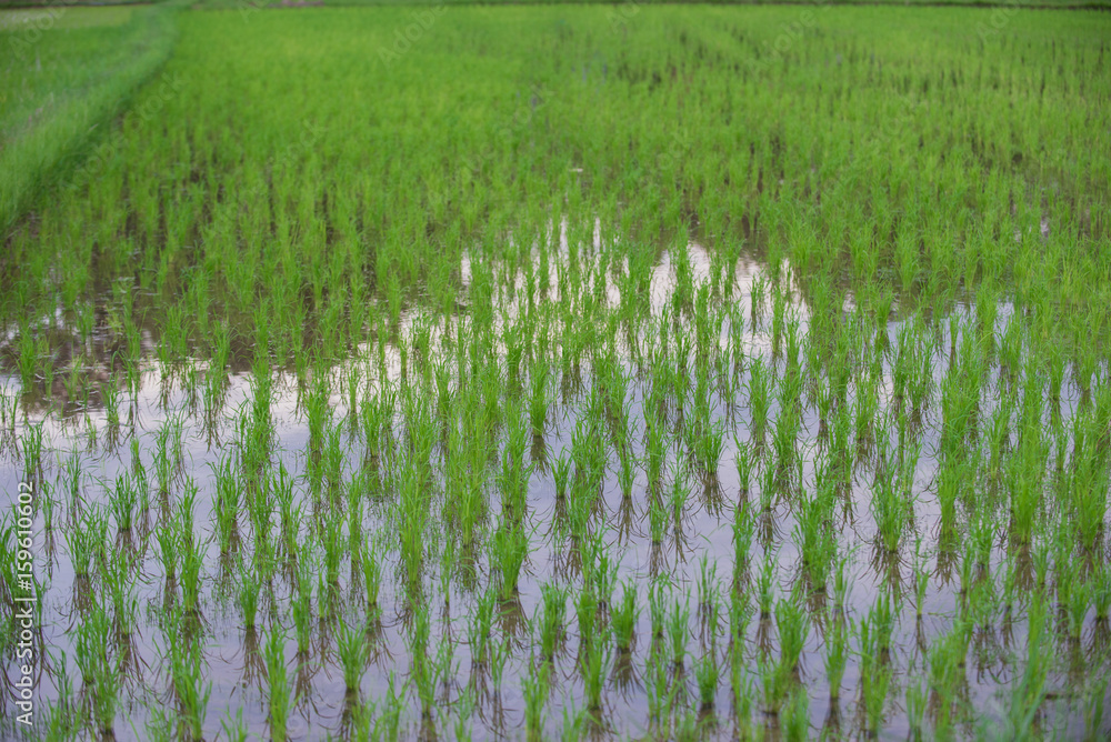 Fototapeta premium Rice plant