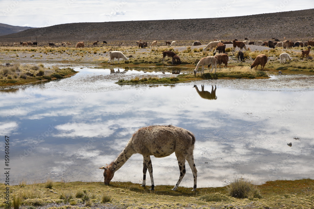 Vigogne de l'altiplano andin au Pérou Vigogne de l'altiplano andin au Pérou