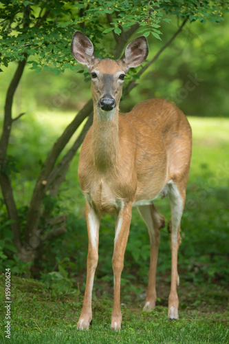 White-tailed deer stands still  listening for danger