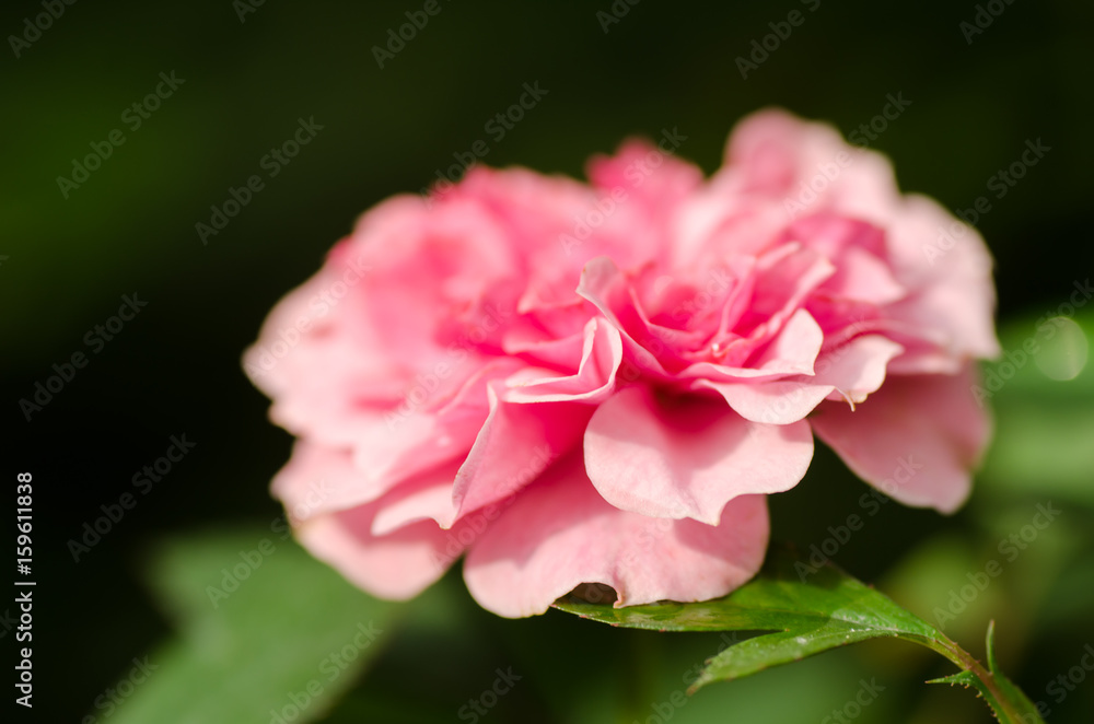 Pink roses flower blossom in nature Pink roses flower blossom in nature