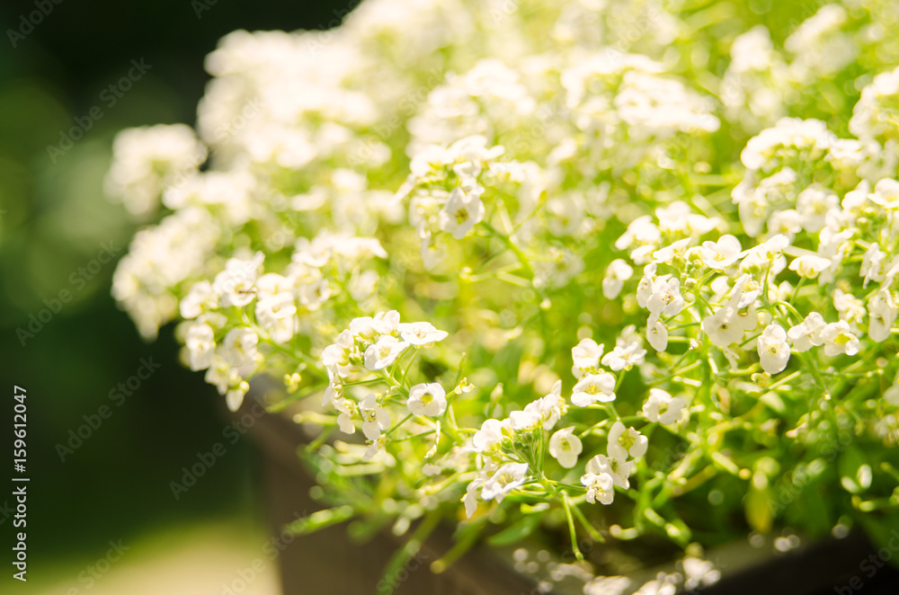 white beauty flower on the balcony
