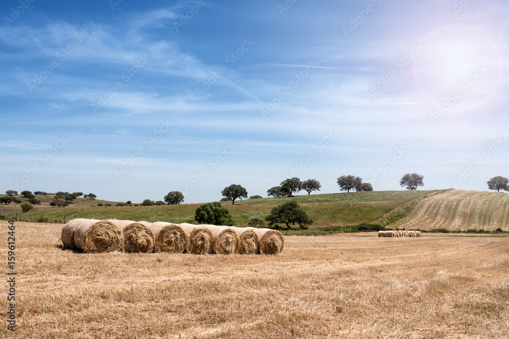 Countryside summer landscape. Farm field and harvest view