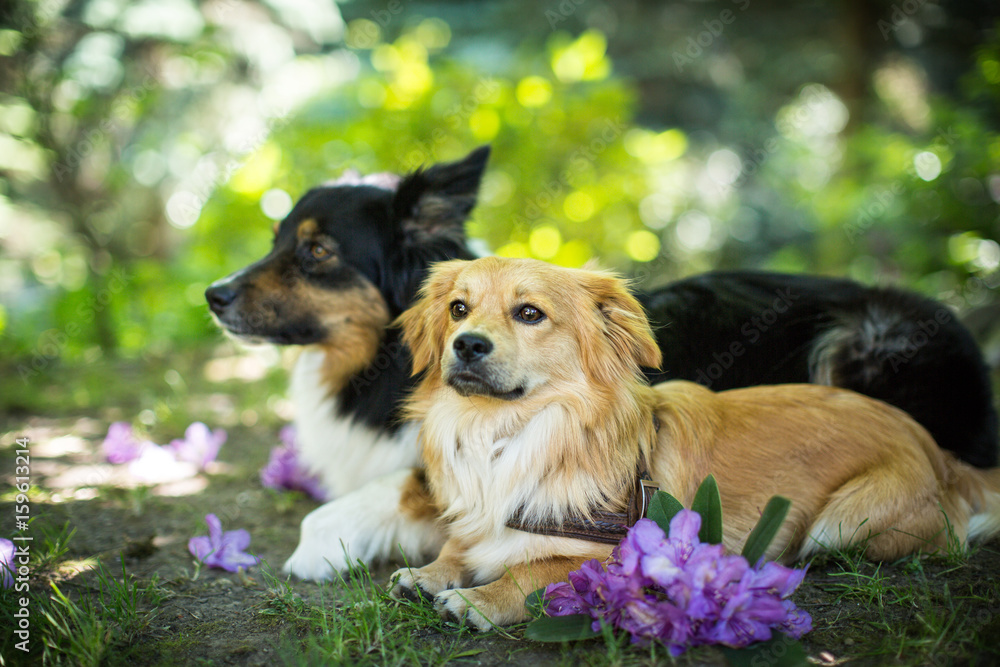 zwei hübsche Hunde zwei hübsche Hunde