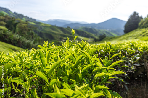 Teepflanzen in einer Plantage in den Cameron Highlands