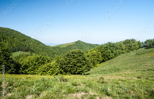 mountain meadow with trees and hills on the background