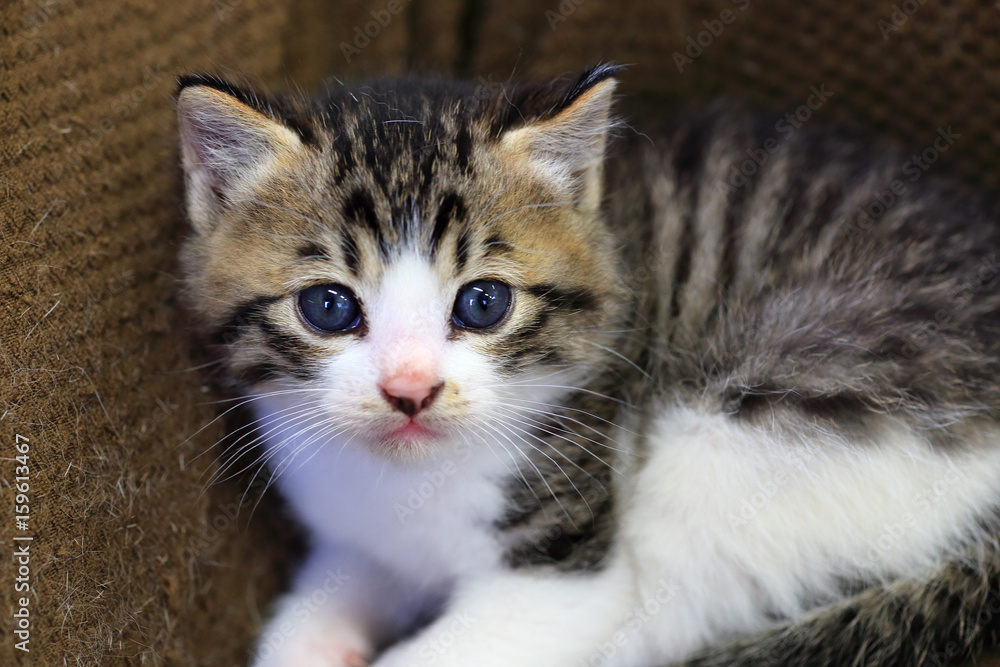 Cute little kitten close up