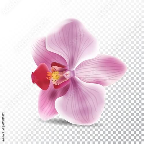 Orchid flower isolated on transparent background. Vector realistic illustration of orchid pink flower.