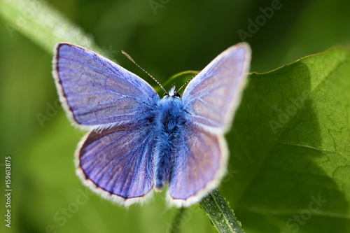 Fluffy blue butterfly on green leaves