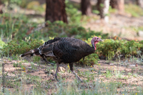 Wild Turkey In the Rocky Mountains