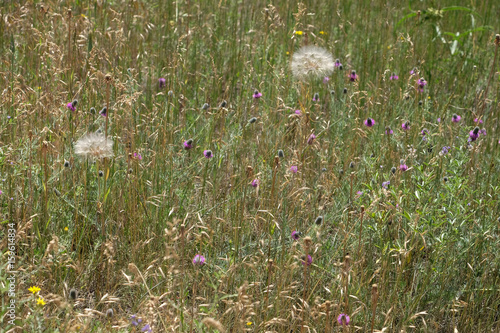 Two dandelions among purple prairie clover in a field photo