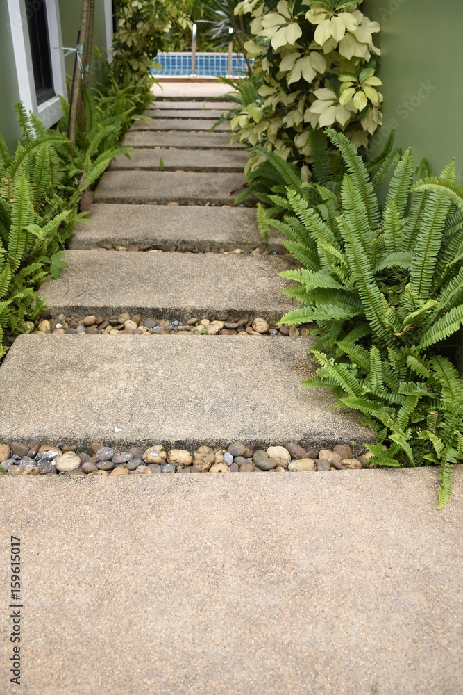 Fern growing on walkway Fern growing on walkway